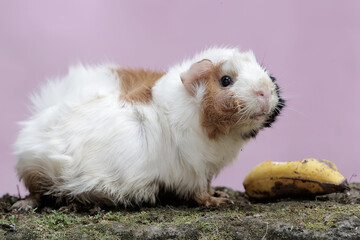 An adult female guinea eating a banana that has fallen to the ground. This rodent mammal has the scientific name Cavia porcellus.
