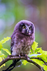 Aegolius funereus - beautiful little owl
