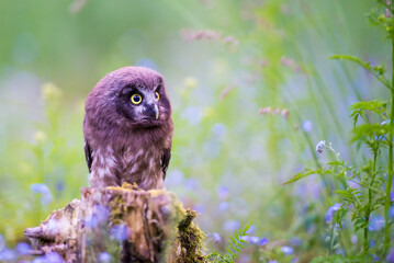 Aegolius funereus - beautiful little owl