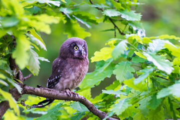 Aegolius funereus - beautiful little owl