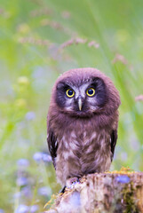 Aegolius funereus - beautiful little owl