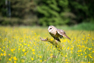 Barn owl in nature in nature