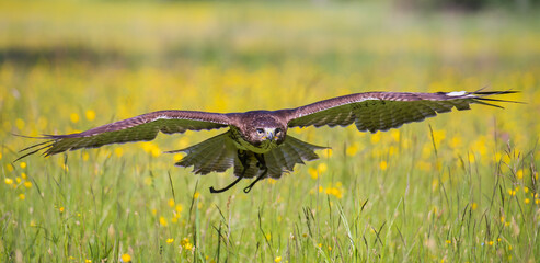 Red-tailed buzzard in nature