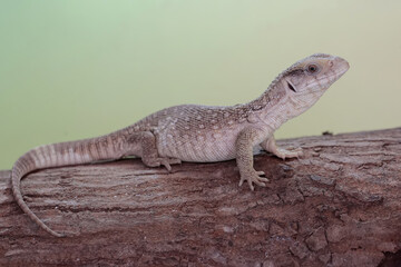 A savannah monitor is resting on a weathered tree trunk before starting its daily activities. This...