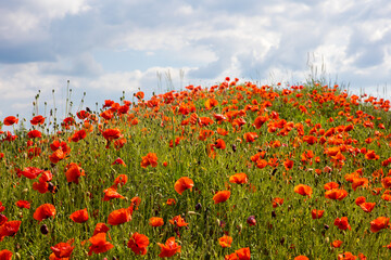 Flowers Red poppies blossom on wild field. Beautiful field red poppies with selective focus. Red poppies in soft light. Opium poppy. Natural drugs. Glade of red poppies. Lonely poppy. 