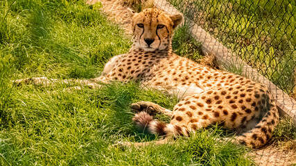 Acinonyx jubatus, cheetah, relaxing in the grass