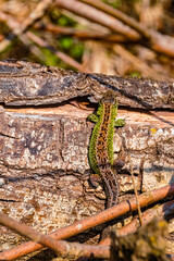 Lacerta agilis, sand lizard, enjoying the sun on a sunny summer day