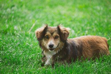 Happy little dog in green grass