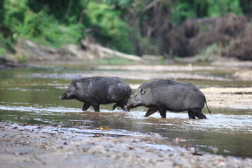 Wild Boar crossing a stream