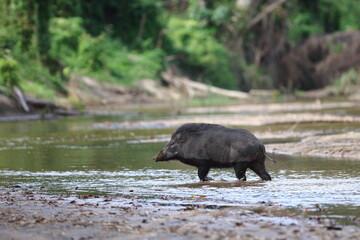 Wild Boar crossing a stream