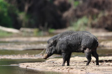 Wild Boar crossing a stream