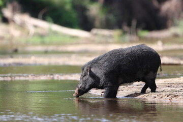 Wild Boar crossing a stream
