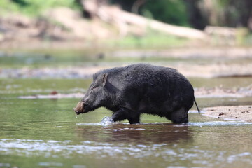 Wild Boar crossing a stream