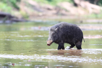 Wild Boar crossing a stream