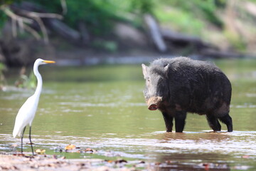 Wild Boar crossing a stream