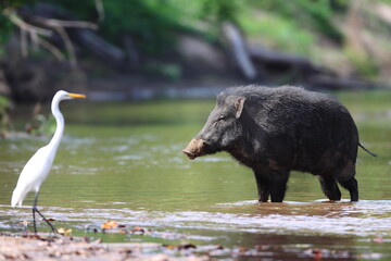 Wild Boar crossing a stream