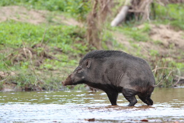 Wild Boar crossing a stream