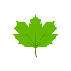 Green tree leaf vector illustration isolated on transparent background