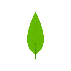 Green tree leaf vector illustration isolated on transparent background