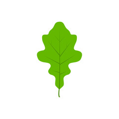 Green tree leaf vector illustration isolated on transparent background