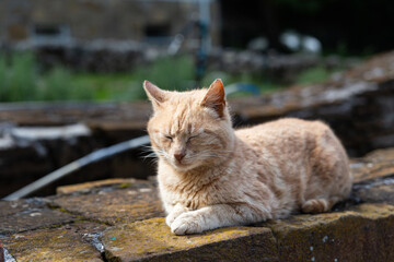 Crimean Monastery of Saints Cosmas and Damian in Alushta. Crimea. Russia. 11.06.2023