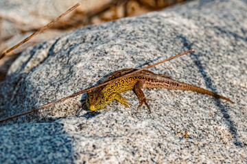 Lacerta agilis, sand lizard, enjoying the sun on a sunny summer day