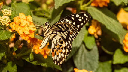 Papilio demodocus, Citrus Swallowtail butterfly