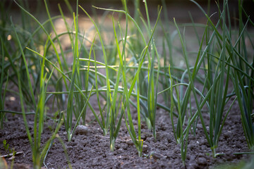 Obraz premium Onion plantation in the vegetable garden