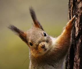 Foto auf Glas Red squirrel (Sciurus vulgaris) closeup climbing on a tree in spring. © Henri