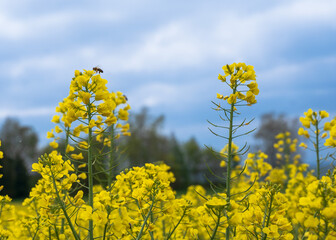 Rapsfeld mit Biene