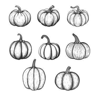 Pumpkin hand drawn set. Thanksgiving or Halloween holidays flat design