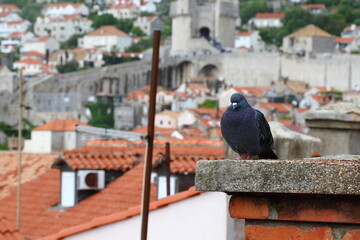 Dubrovnik a beautiful city in Croatia