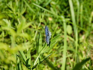 Holly Blue Butterfly (Celastrina argiolus) about to open its wings
