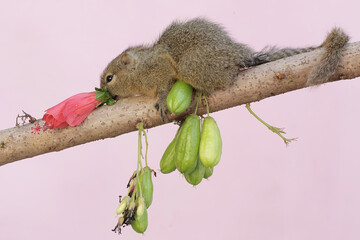 A young plantain squirrel is eating hibiscus flowers. This rodent mammal has the scientific name...