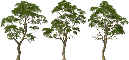 eucalyptus tree plants hq arch viz cutout - obrazy, fototapety, plakaty