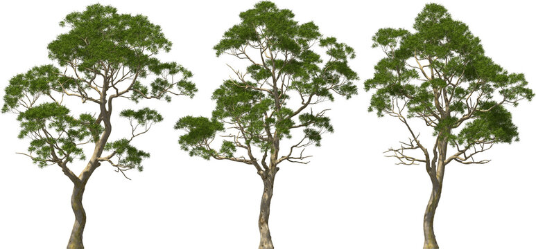 eucalyptus tree plants hq arch viz cutout
