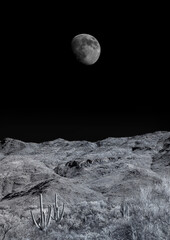 Sonora Desert Arizona Moonrise