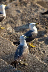 The powerful wings and competition of seagulls competing against each other to eat shrimp crackers