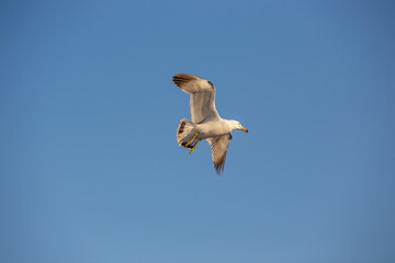 새우깡을 먹으려고 서로 경쟁하는 갈매기들의 힘찬 날개짓과 경쟁구도