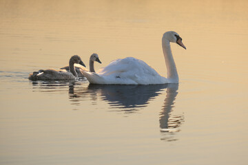 A white swan and two small swans on the water of a golden cart of the rays of the setting sun
