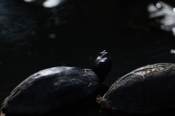 A slider turtle in the late evening.