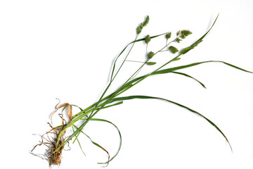 Stems, roots and flowers of bluegrass herb.