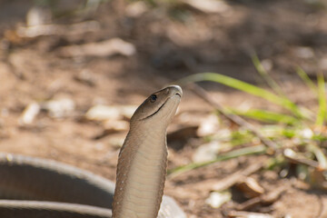 Black Mamba (Dendroaspis polylepis)