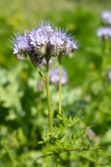 Lacy phacelia (phacelia tanacetifolia) flowers in bloom