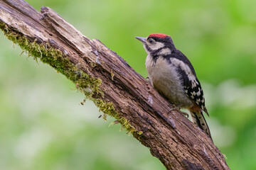 Juvenile male Great spotted woodpecker, Dendrocopos major, perched on a tree branch