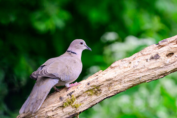 Collared Dove, Streptopelia decaocto, perched on branch