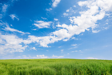 Fototapeta na wymiar Landscape view of green plant of colza rapeseed with blue sky and clouds background.