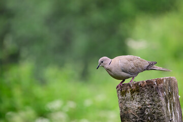 Collard Dove, Streptopelia decaocto, perched on a gate post