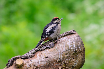 Juvenile male Great spotted woodpecker, Dendrocopos major, perched on a dead tree log