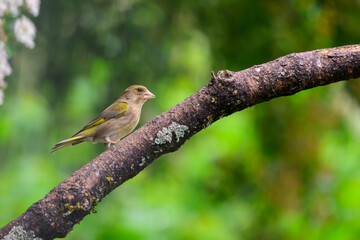 Female Greenfinch, Chloris chloris, perched on a tree branch